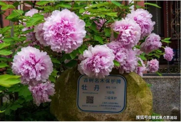 溢澤華庭二期 (上海周浦)首頁網(wǎng)站-2025樓盤評測_溢澤華庭二期 最新價格配套戶型丨最新房價+戶型圖+環(huán)境+配套+資訊+地鐵距離+售樓處電話+一房一價(圖10)